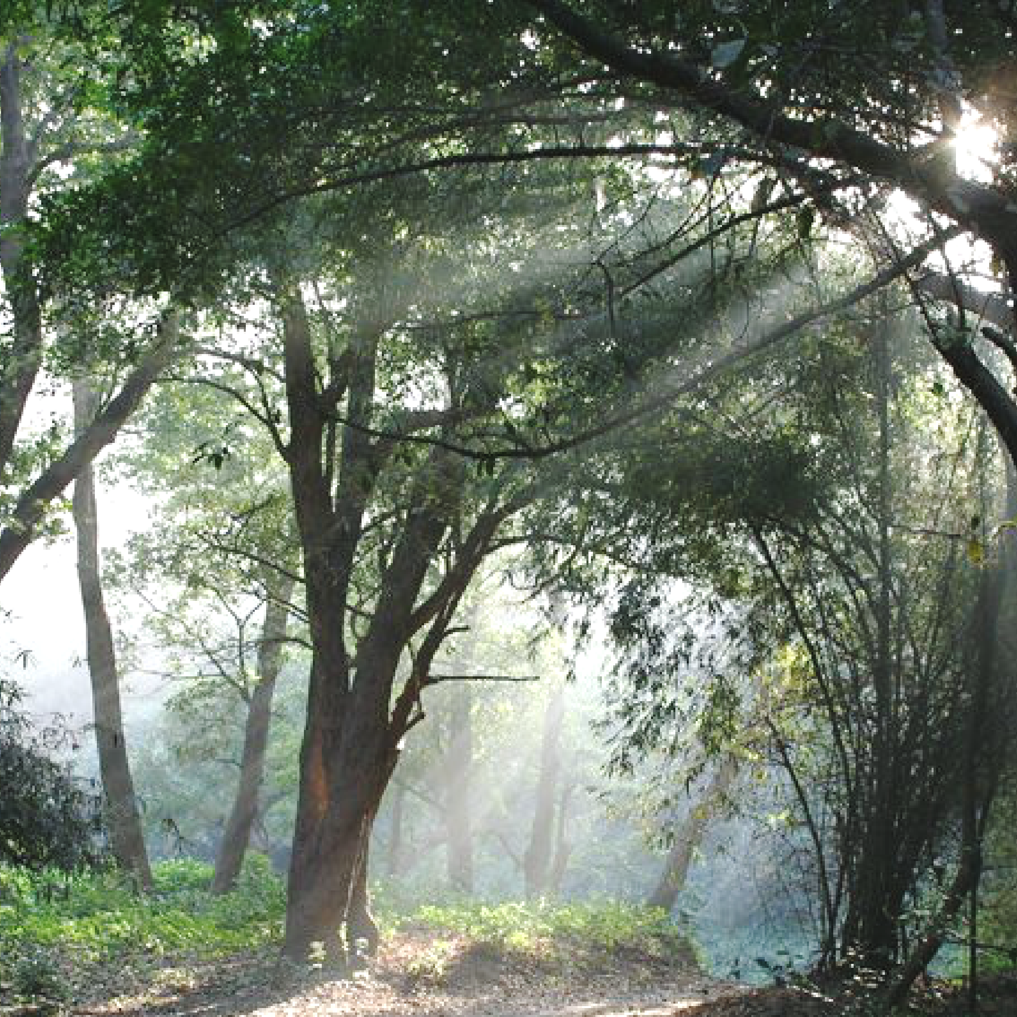 Woods